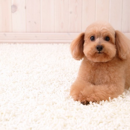 Puppy dog on Radiant Floor Carpet Heater
